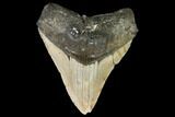 Fossil Megalodon Tooth - North Carolina #108981-1